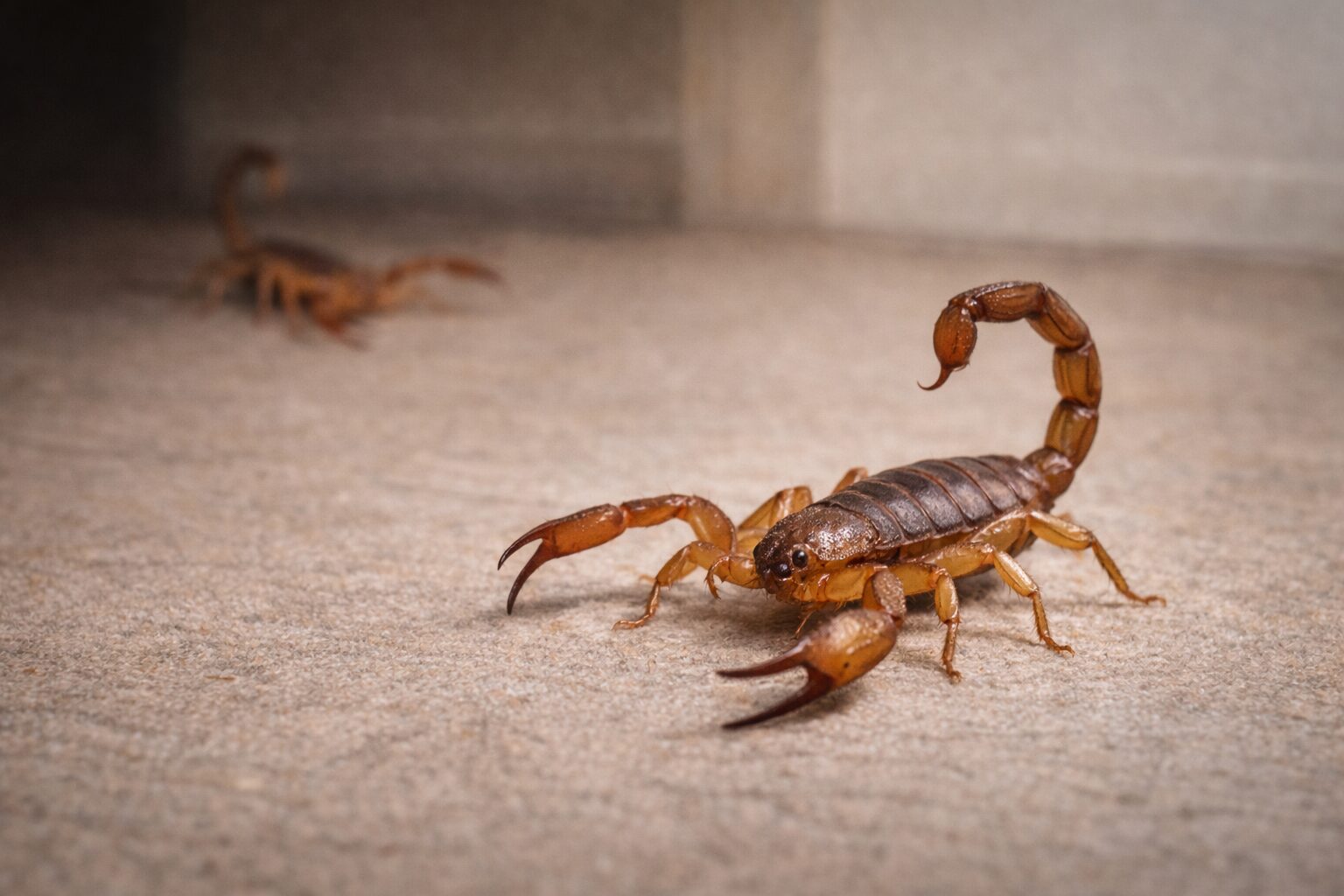 chatgpt image 10 ene 2026, 23 00 23